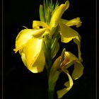 Canna-Blüte