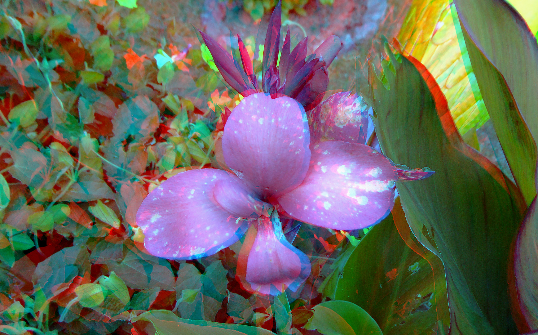 Canna Blüte 3D