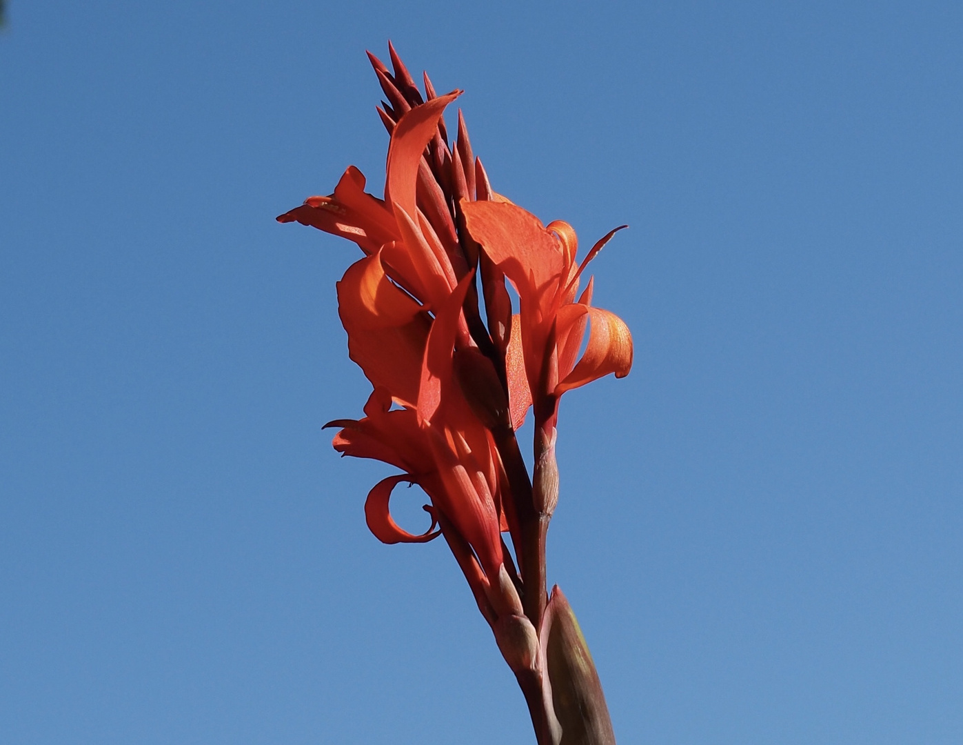 Canna-Blüte