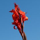 Canna-Blüte