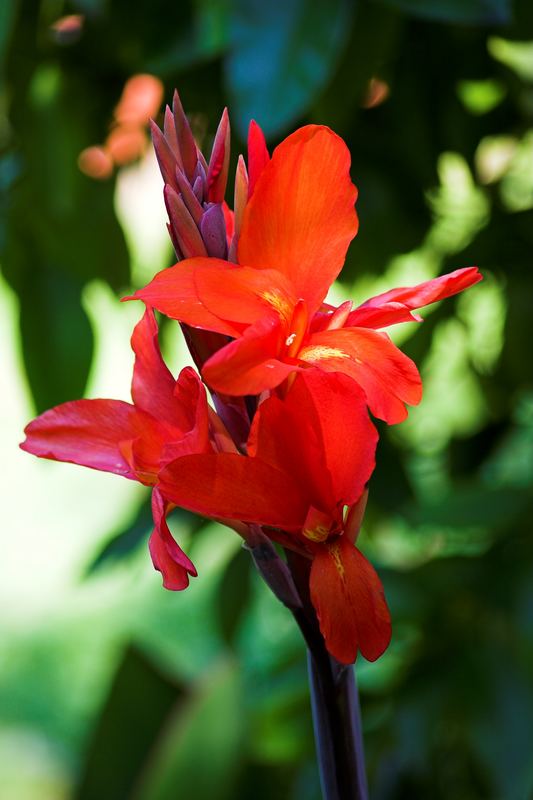 CANNA - Blüte