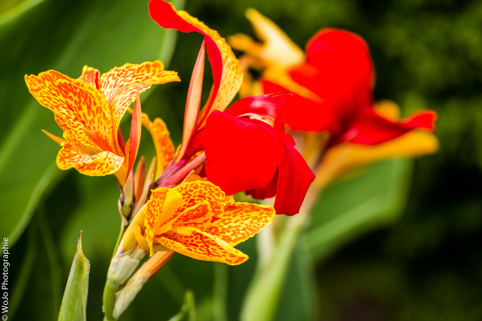 Canna = Blumenrohr Foto & Bild pflanzen, pilze & flechten, blüten