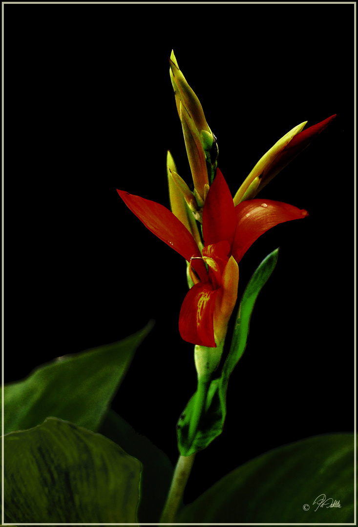 Canna (Blumenrohr)  (Mittwochsblümchen 06.01.2021