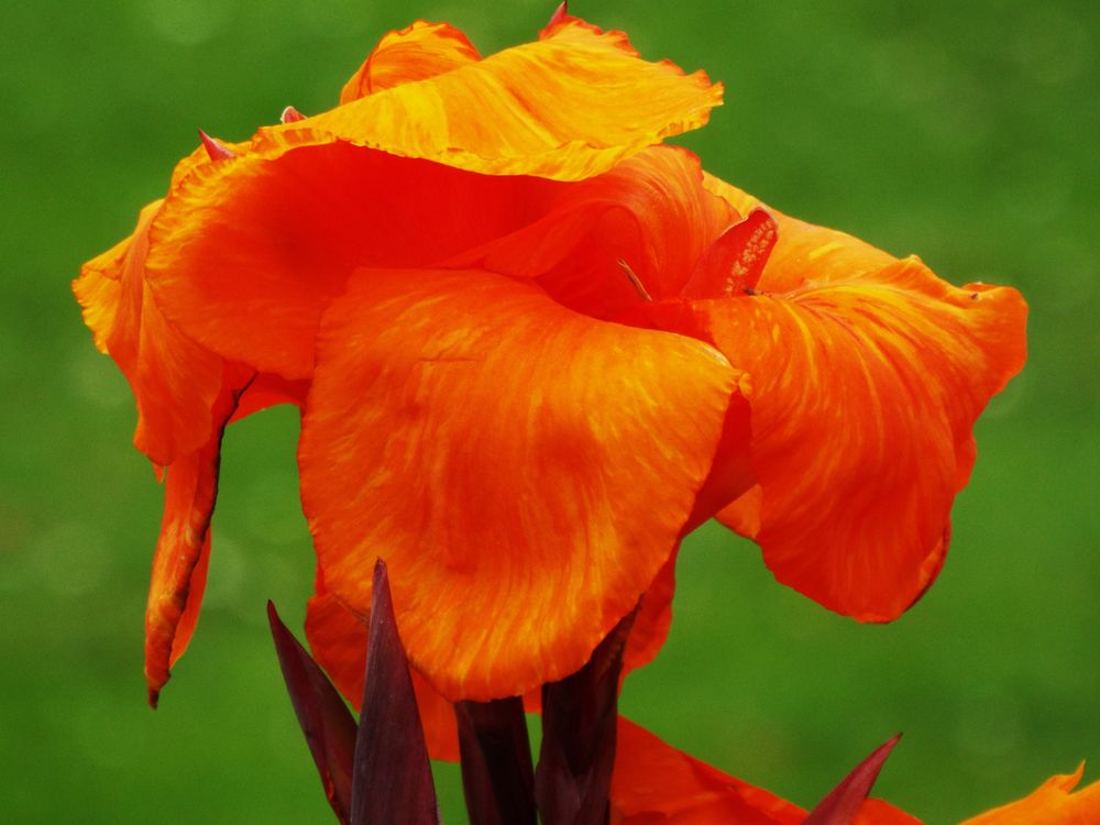  Canna Foto & Bild natur, pflanzen, blüten Bilder auf