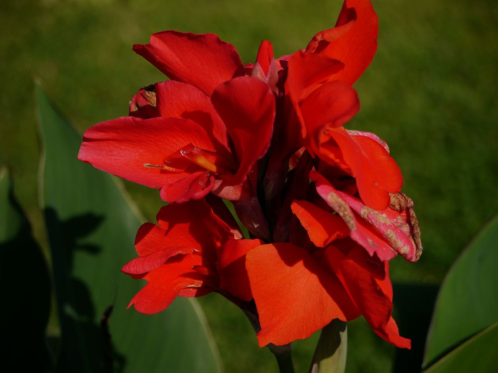 Canna - das indische Blumenrohr