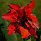 Canna - das indische Blumenrohr