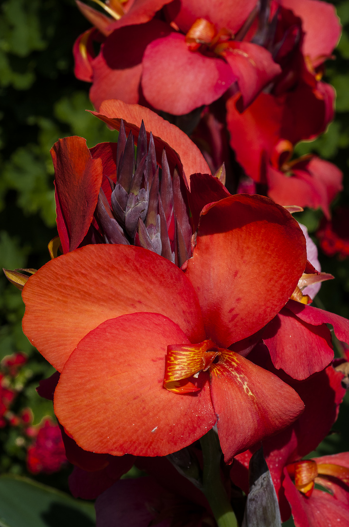 Canna das indische Blumenrohr Foto & Bild natur, blume, pflanzen