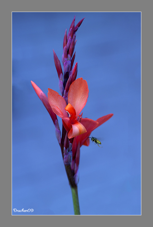 Canna Edulis und Besucher