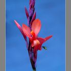 Canna Edulis und Besucher