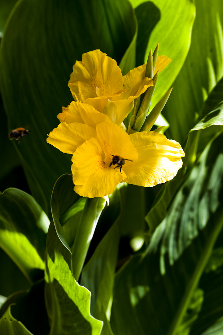 Canna, heiß begehrt