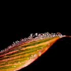 Canna im nächtlichen Regen II