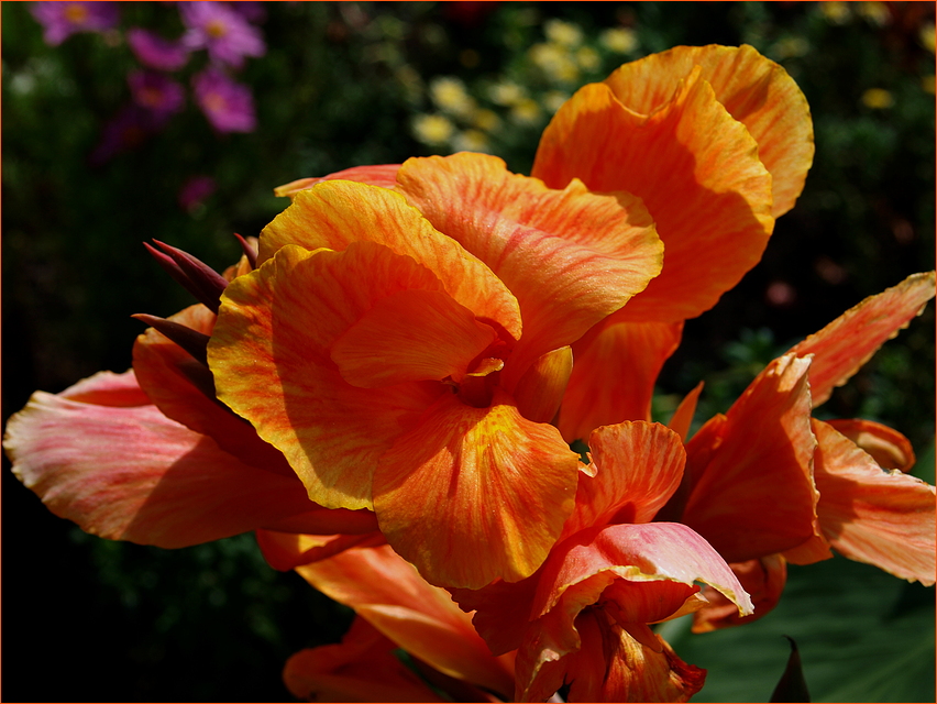 Canna in Orange