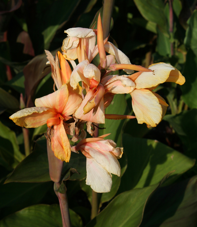 Canna in ungewöhnlicher Farbe Foto & Bild pflanzen, pilze & flechten