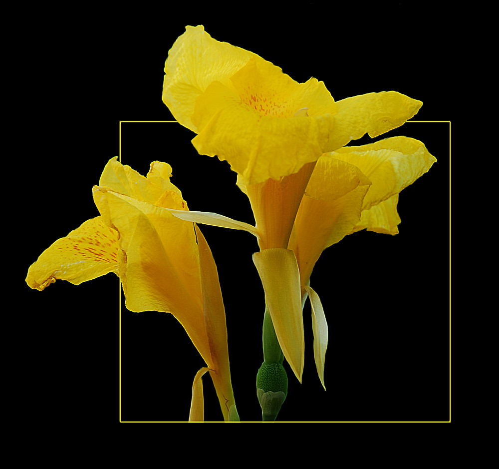 Canna Indica