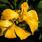 Canna indica 2