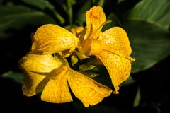 Canna indica 2