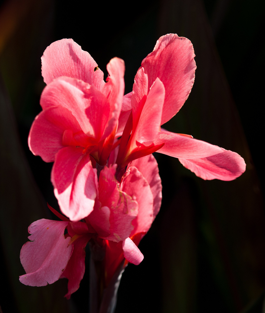 Canna indica