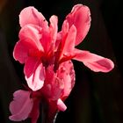 Canna indica