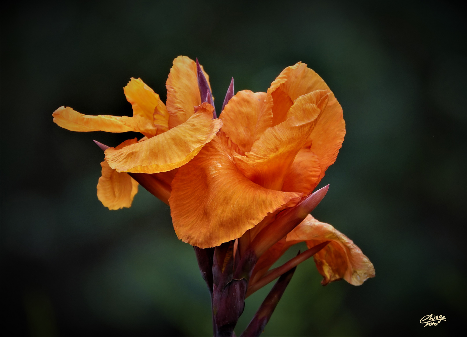 Canna indica