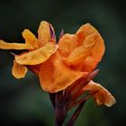 Canna indica