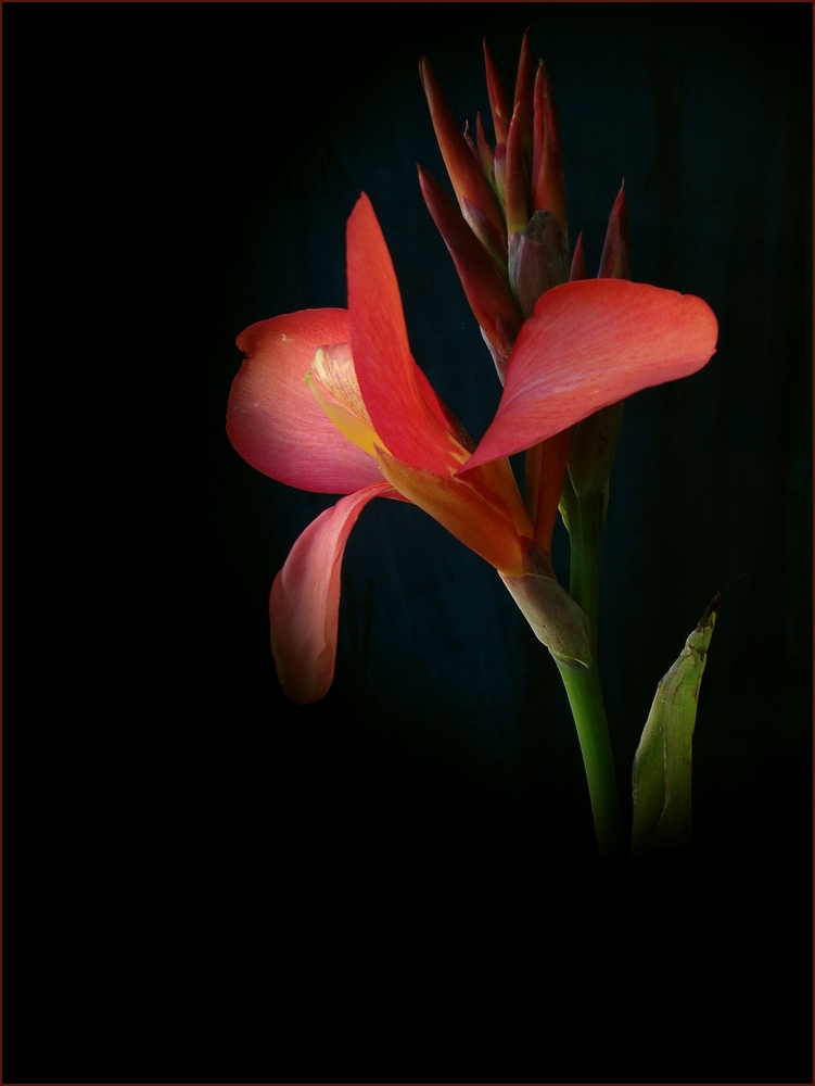 Canna indica