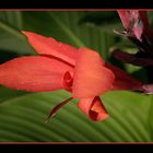 Canna Indica