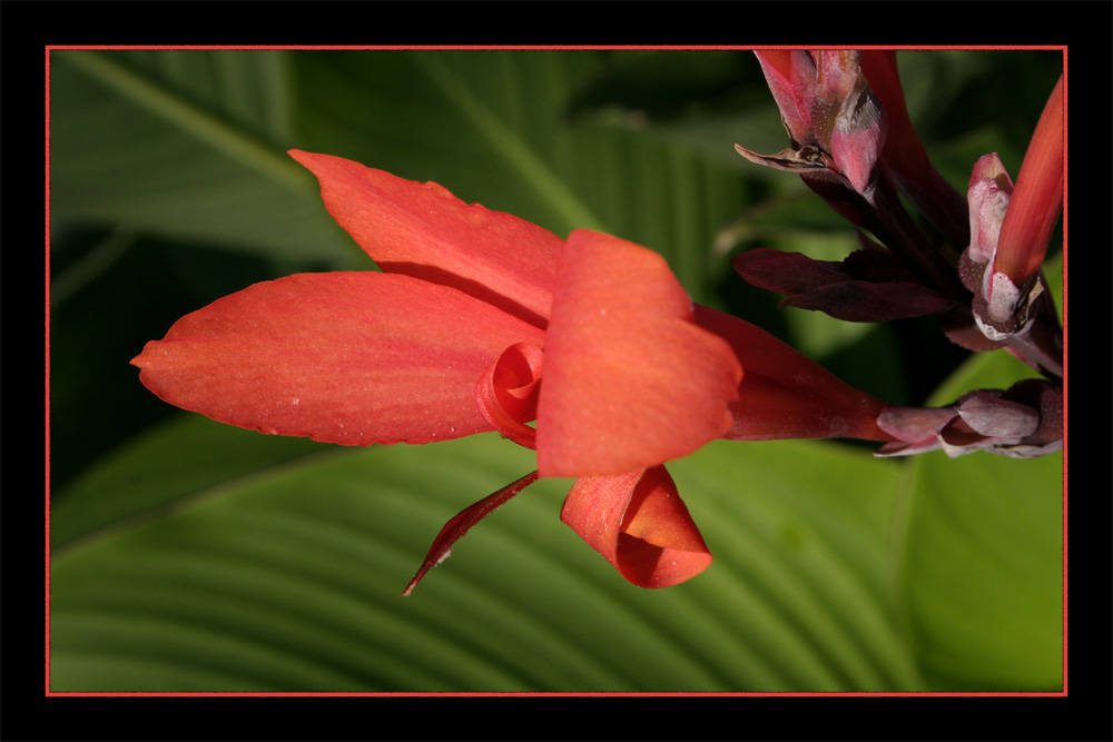 Canna Indica