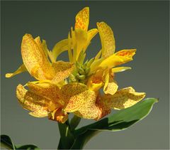 Canna indica