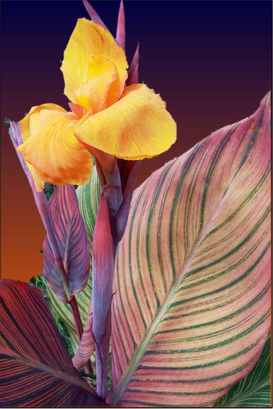 Canna indica