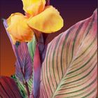 Canna indica