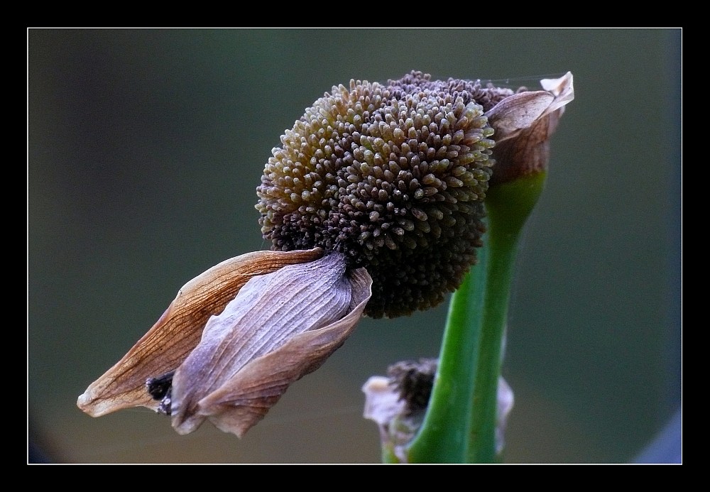 Canna Indica