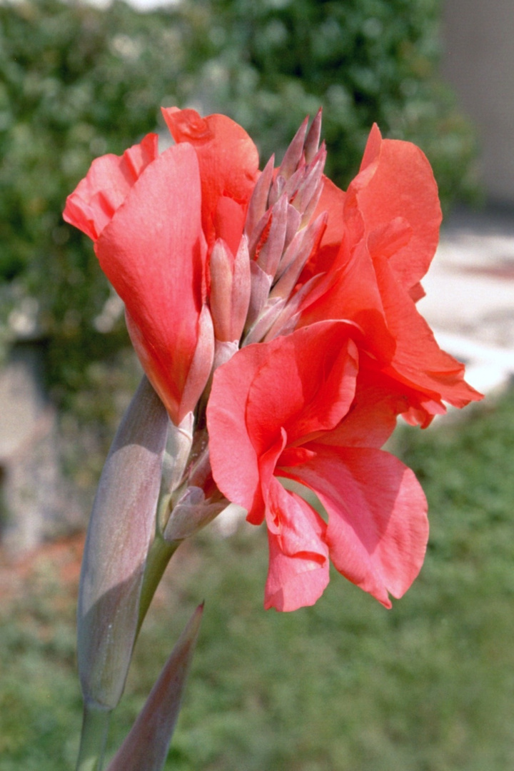 Canna Indica Indisches Blumenrohr Foto & Bild pflanzen, pilze