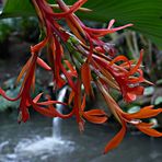 Canna Indica Indisches Blumenrohr