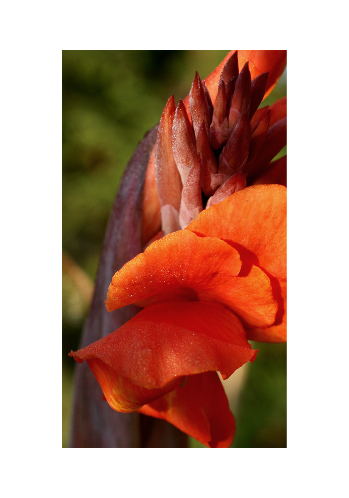 canna indica on the rocks