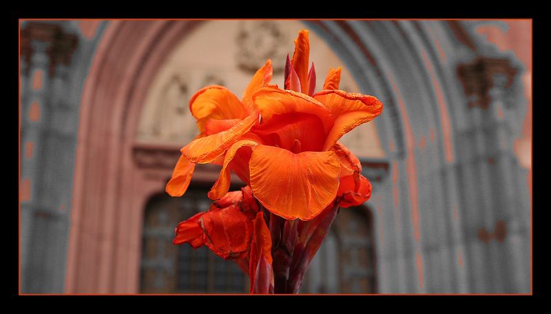 Canna indica sakralis