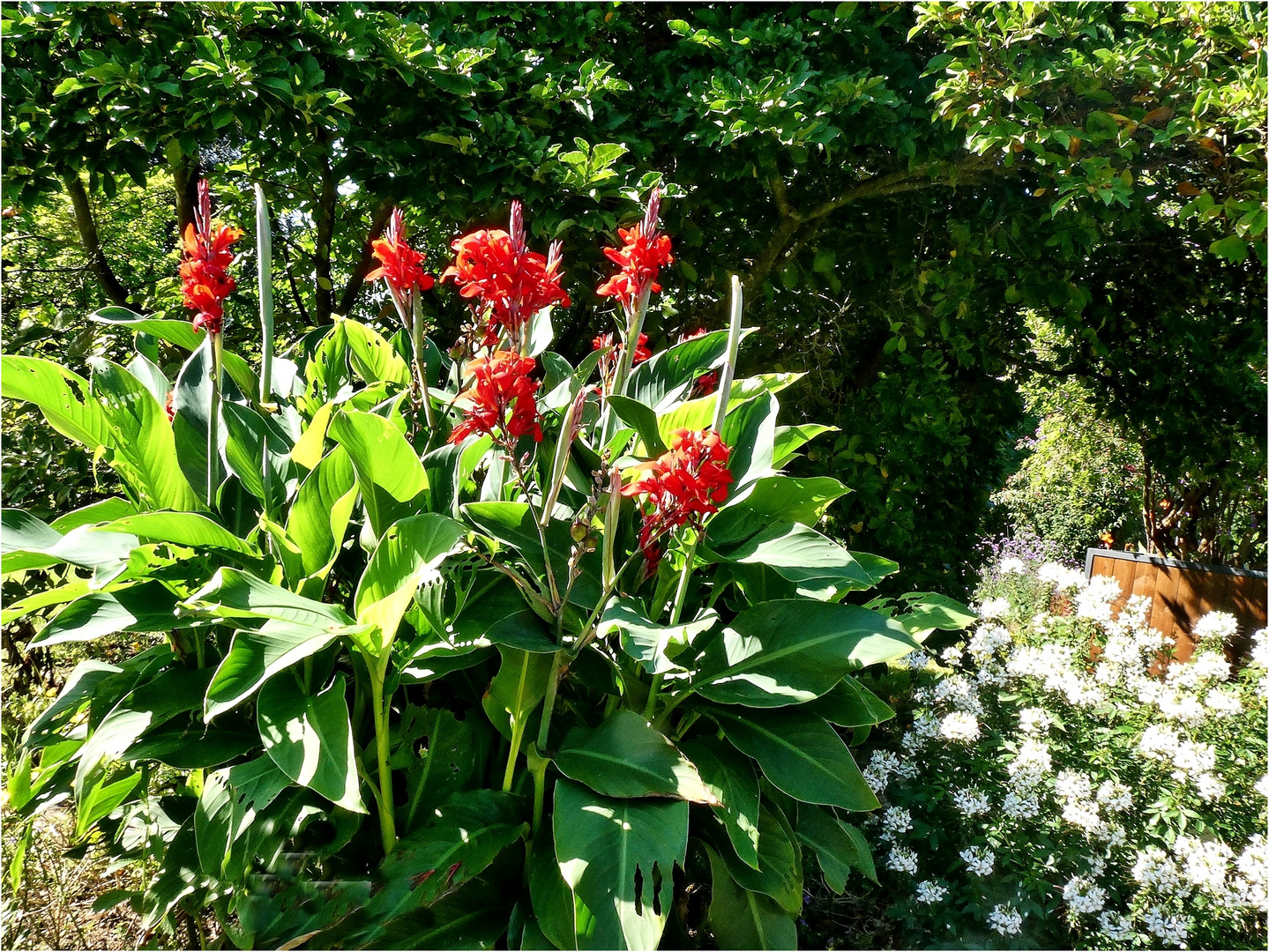 Canna - Indisches Blumenrohr