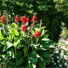 Canna - Indisches Blumenrohr