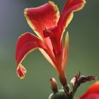 Canna Lucifer (Indisches Blumenrohr)