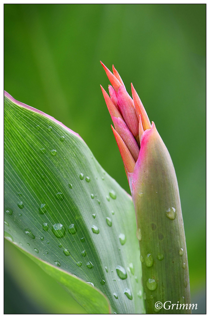 Canna -nach dem Regen