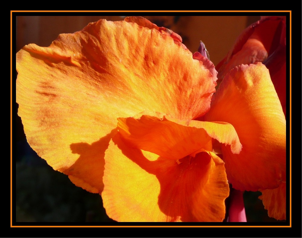 Canna orange