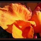 Canna Orange (Indisches Blumenrohr)
