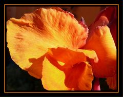 Canna Orange (Indisches Blumenrohr)