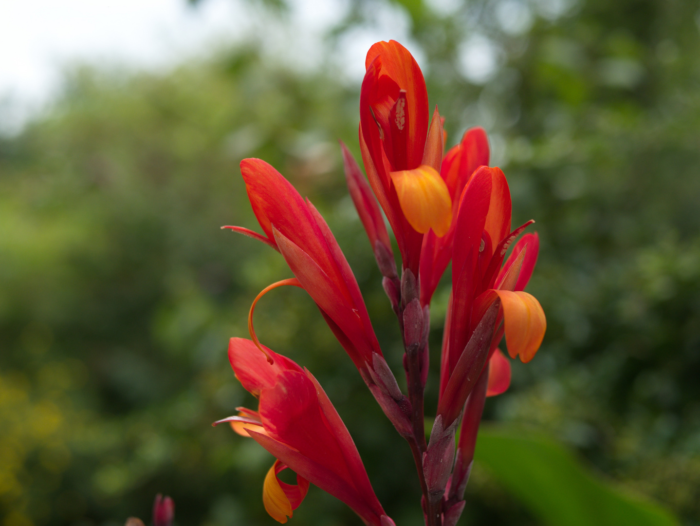 Canna P1040820