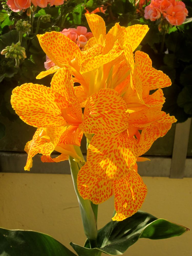 Canna "Picasso"