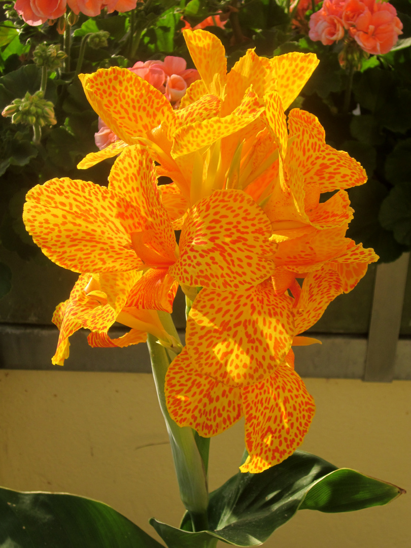 Canna "Picasso"