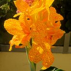 Canna "Picasso"