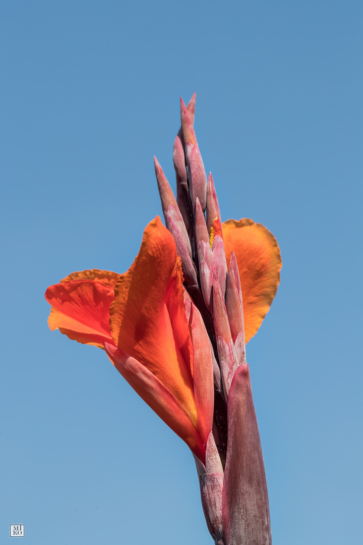 Canna vor blauem Himmel