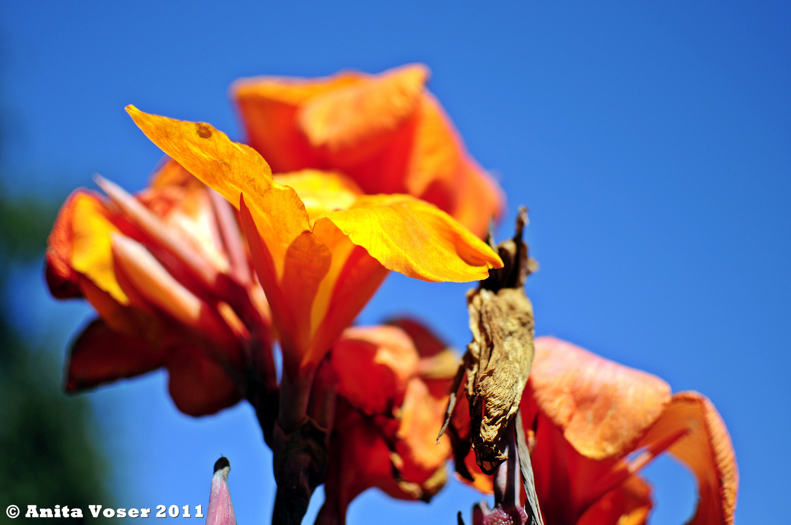 Canna Wyoming strahlt in den Himmel