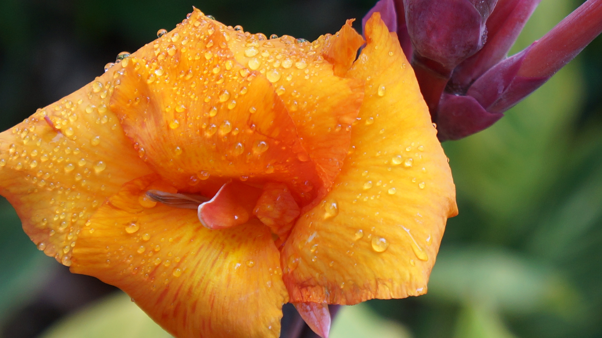 Canna x generalis