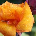 Canna x generalis